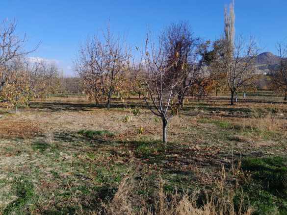 Çakır Mh Satılık Bağ Bakımlı Afyon Merkez