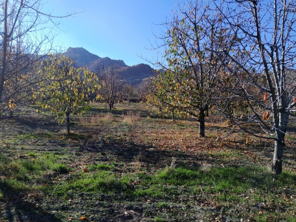 Çakır Mh. Afyon Satılık Bağ |  1488M2 11.000.000Tl Resim-5