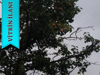 Satilik Ev Bahçe Mukemel Satılık Arsa Van Erciş Gölağzı Mah