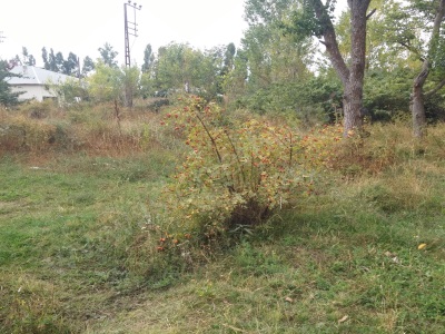 Çelebibağda Satilik Satılık Arsa Van Erciş Çelebibağı Mah