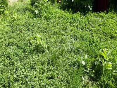 Land For Sale in  Turkey, Van, Ercis, Nisanci neighborhood , 15000 m2