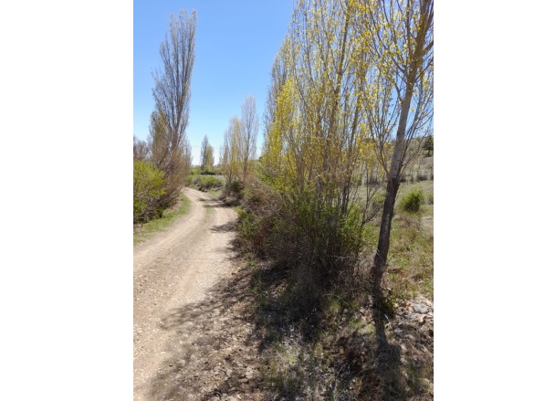 Taraşcı Mah. Seydişehir Satılık Tarla |  4180M2 0Tl Resim-4