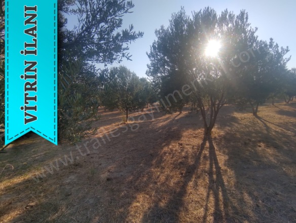 Karahayıt Mah. Çine Satılık Arazi |  13500M2 6.750.000Tl Resim-3