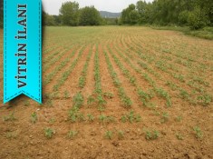 TEKİRDAĞ MALKARA YENİDİBEK MAHALLESİNDE SATILIK TARLA