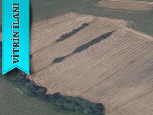 TEKİRDAĞ MURATLI BALABANLIDA SATILIK TARLA