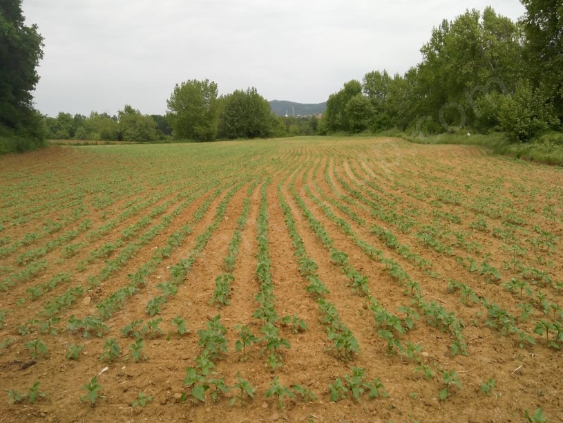 TEKİRDAĞ MALKARA YENİDİBEK MAH. 12.611 M2 SATILIK TARLA