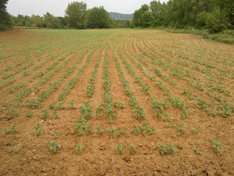 TEKİRDAĞ MALKARA YENİDİBEK MAH. 12.611 M2 SATILIK TARLA