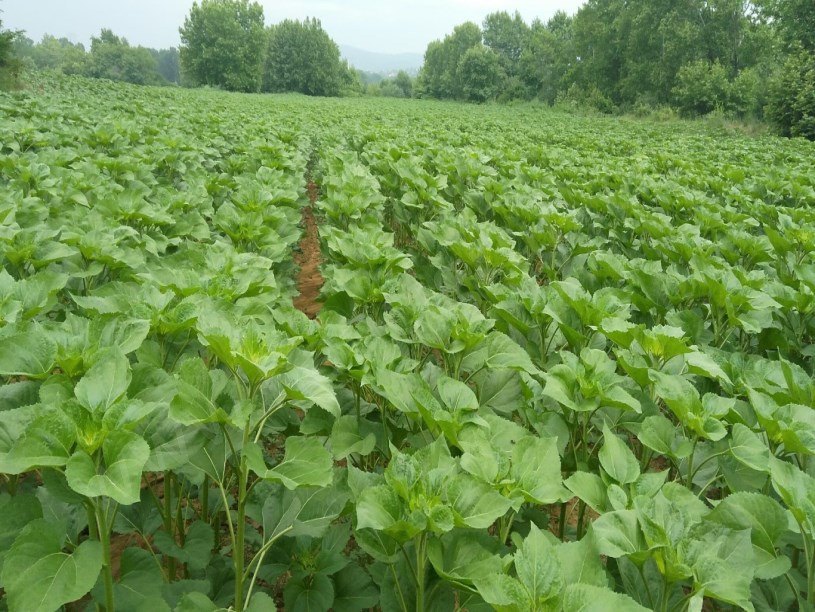 TEKİRDAĞ MALKARA YENİDİBEK MAH. 12.611 M2 SATILIK TARLA