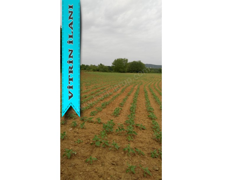 TEKİRDAĞ MALKARA YENİDİBEK MAH. 12.611 M2 SATILIK TARLA