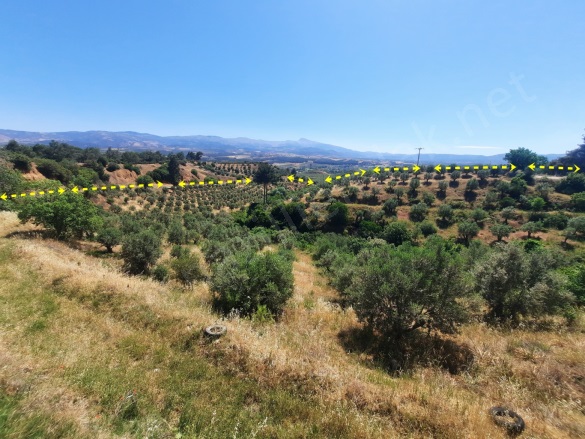 Yaylalı Mah. Karacasu Satılık Zeytinlik |  59627M2 10.500.000Tl Resim-2