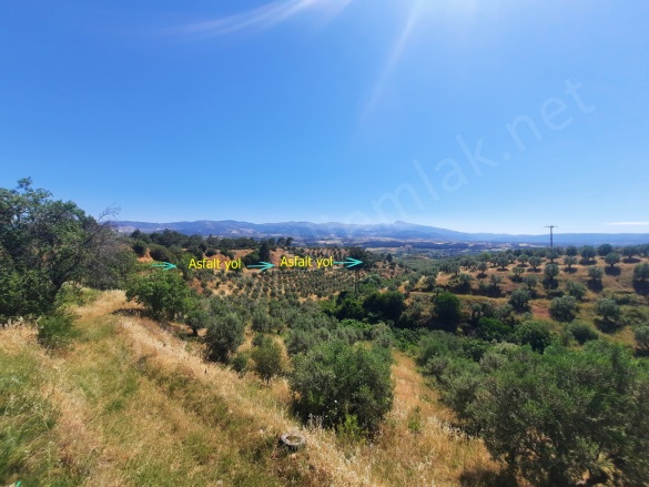 Yaylalı Mah. Karacasu Satılık Zeytinlik |  59627M2 10.500.000Tl Resim-3