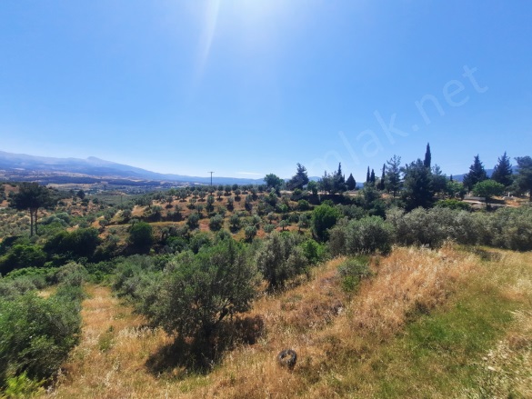 Yaylalı Mah. Karacasu Satılık Zeytinlik |  59627M2 10.500.000Tl Resim-4