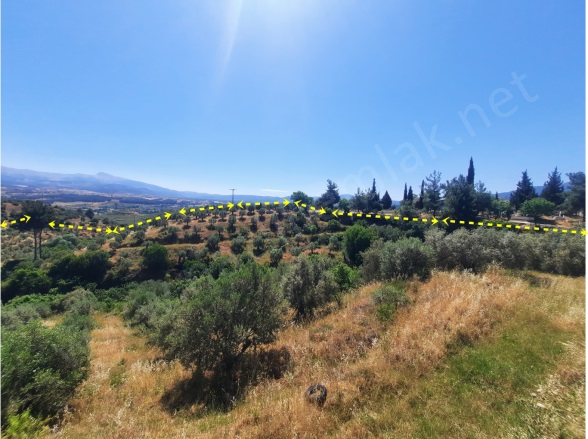 Yaylalı Mah. Karacasu Satılık Zeytinlik |  59627M2 10.500.000Tl Resim-5