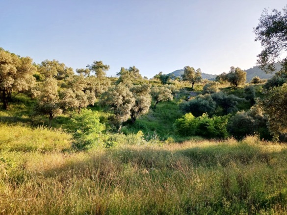 Hasköy Mah. Nazilli Satılık Zeytinlik |  8230M2 2.800.000Tl Resim-1