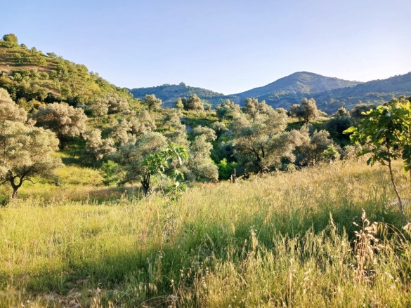 Hasköy Mah. Nazilli Satılık Zeytinlik |  8230M2 2.800.000Tl Resim-2