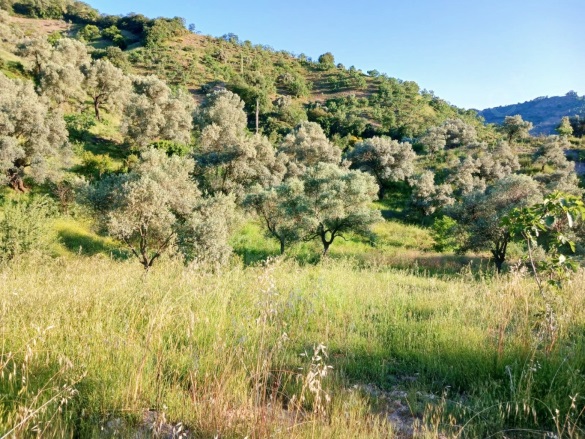 Hasköy Mah. Nazilli Satılık Zeytinlik |  8230M2 2.800.000Tl Resim-3