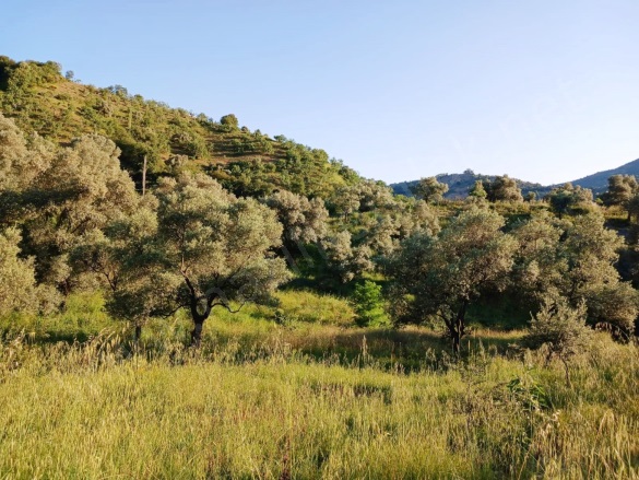 Hasköy Mah. Nazilli Satılık Zeytinlik |  8230M2 2.800.000Tl Resim-4