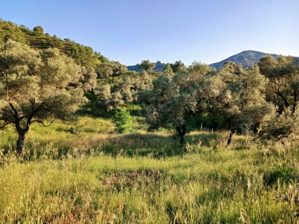 Hasköy Mah. Nazilli Satılık Zeytinlik |  8230M2 2.800.000Tl Resim-5