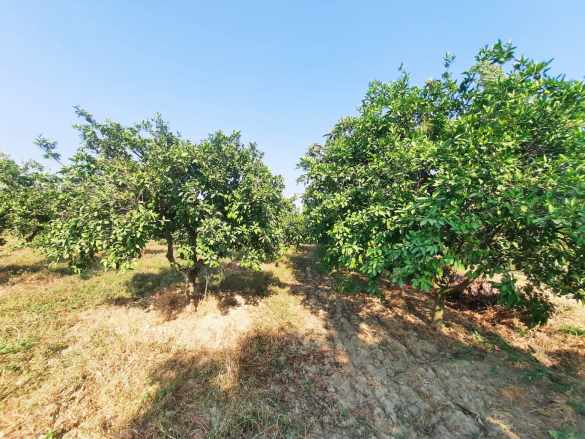 Güzelköyde Karayoluna 400 Metre Çift Yol Cepheli Portakal Si Satılık Bahçe Nazilli Güzelköy Mah