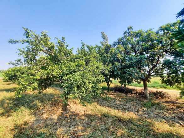 Güzelköyde Karayoluna 400 Metre Çift Yol Cepheli Portakal Si Satılık Bahçe Nazilli Güzelköy Mah