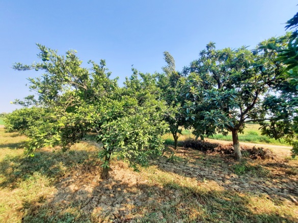 Güzelköy Mah. Nazilli Satılık Bahçe |  3665M2 5.250.000Tl Resim-3