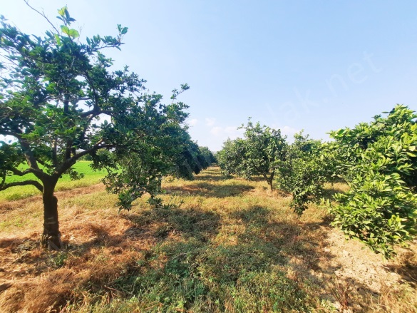 Güzelköy Mah. Nazilli Satılık Bahçe |  3665M2 5.250.000Tl Resim-4