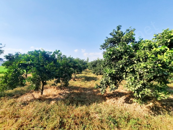 Güzelköy Mah. Nazilli Satılık Bahçe |  3665M2 5.250.000Tl Resim-5