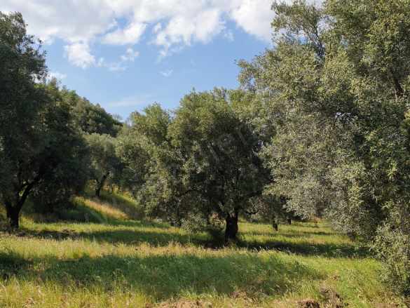 Karacasu Bahçeköyde Yatırıma Uygun Evi Ve Sondajı Bulunan Satılık Zeytinlik Bahçeköy Mah