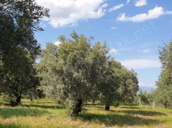 Karacasu Bahçeköyde Yatırıma Uygun Evi Ve Sondajı Bulunan Satılık Zeytinlik Bahçeköy Mah