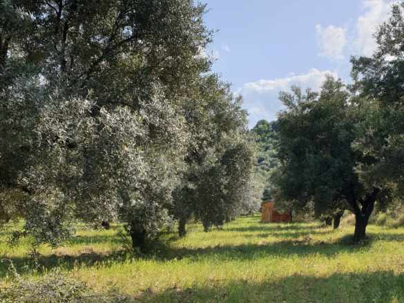 Karacasu Bahçeköyde Yatırıma Uygun Evi Ve Sondajı Bulunan Satılık Zeytinlik Bahçeköy Mah