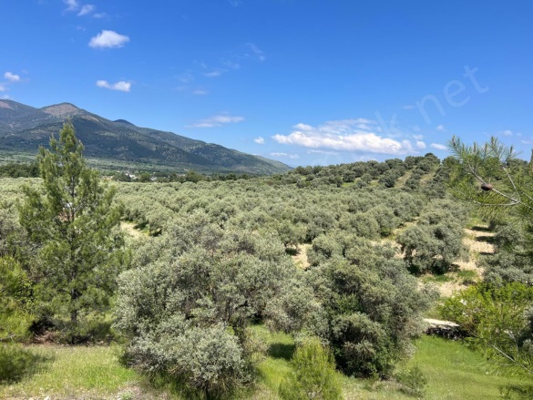 Yenice Mah. Karacasu Satılık Zeytinlik |  19500M2 5.850.000Tl Resim-1