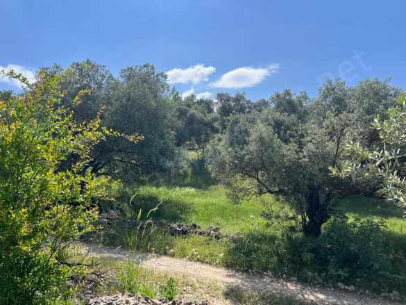 Karacasu Yenicede Satılık Zeytinlik Aydın Yenice Mah