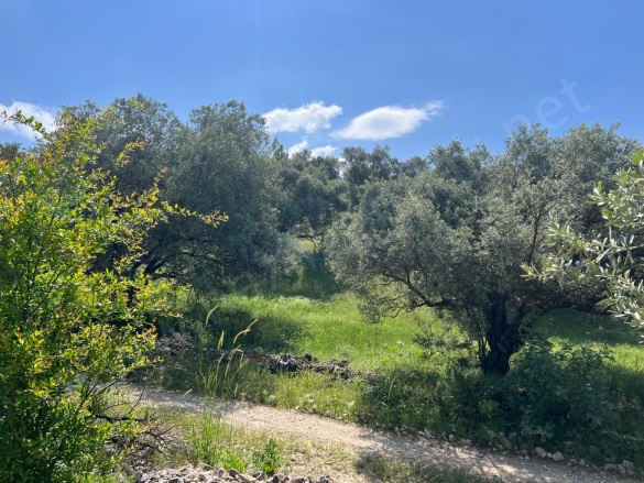 Yenice Mah. Karacasu Satılık Zeytinlik |  19500M2 5.850.000Tl Resim-2