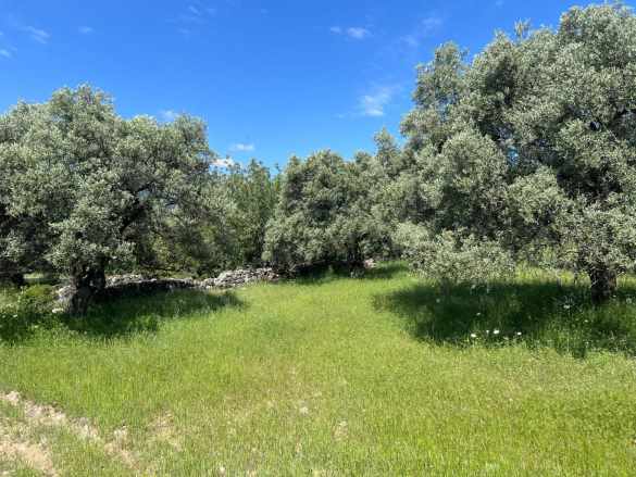 Karacasu Yenicede Satılık Zeytinlik Aydın Yenice Mah