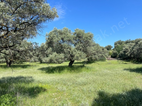 Yenice Mah. Karacasu Satılık Zeytinlik |  19500M2 5.850.000Tl Resim-4
