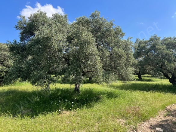 Yenice Mah. Karacasu Satılık Zeytinlik |  28100M2 8.450.000Tl Resim-2