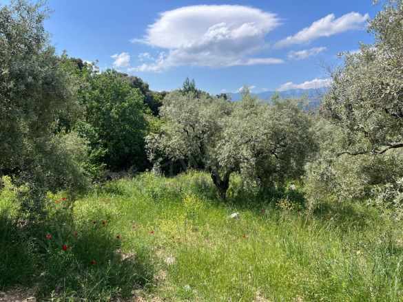 Yenicede Yolu Düzgün Full Yetişmiş Ağaçları Bulunan Satılık Zeytinlik Karacasu Yenice Mah