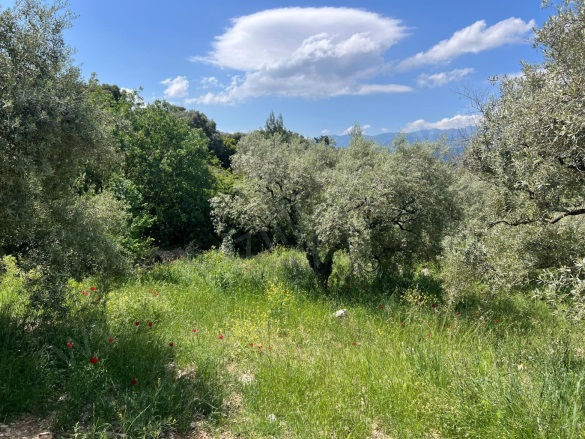 Yenice Mah. Karacasu Satılık Zeytinlik |  28100M2 8.450.000Tl Resim-3