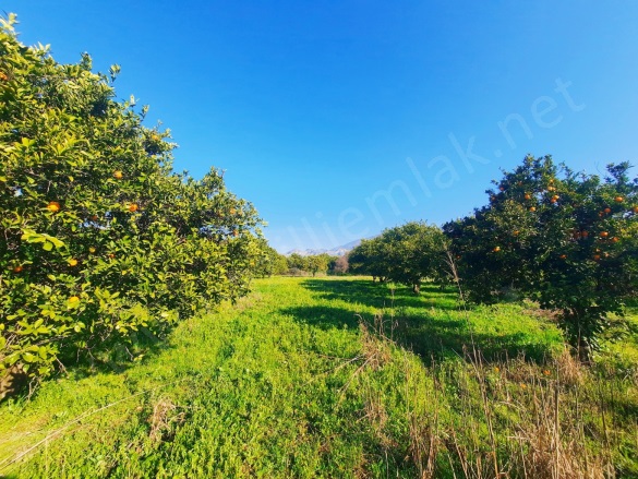 Beşeylül Mah. Kuyucak Satılık Bahçe |  4900M2 4.250.000Tl Resim-3