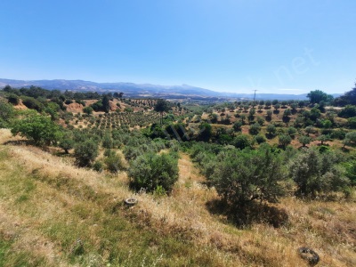 Karacasu Tavas Asfalt Yola Cepheli Yatırımlık Satılık Zeytinlik Yaylalı Mah
