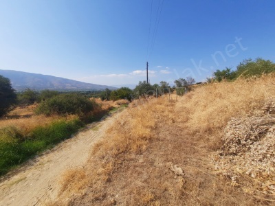Uzunçamda Ulaşımı Kolay Satılık Zeytinlik Nazilli Uzunçam Mah