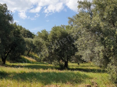 Karacasu Bahçeköyde Yatırıma Uygun Evi Ve Sondajı Bulunan Satılık Zeytinlik Bahçeköy Mah
