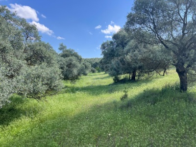 Yenicede Yolu Düzgün Full Yetişmiş Ağaçları Bulunan Satılık Zeytinlik Karacasu Yenice Mah