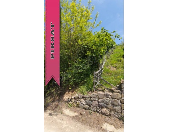 Yıldızlı Mah. Altınordu Satılık Fındık Bahçesi |  1321M2 2.100.000Tl Resim-4