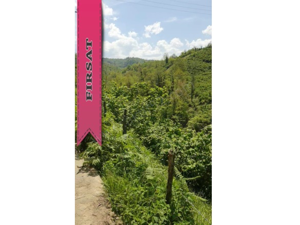 Yıldızlı Mah. Altınordu Satılık Fındık Bahçesi |  1321M2 2.100.000Tl Resim-5