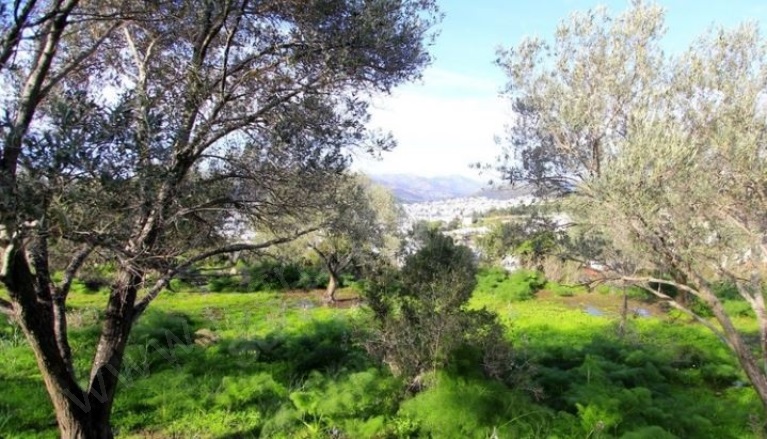 Karabağ Mah. Bodrum Satılık Tarla |  4900M2 70.000.000Tl İmarlı  Resim-4