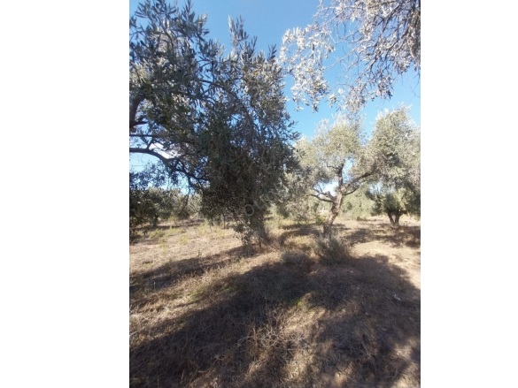 Mumcular Mah. Bodrum Satılık Arsa |  3250M2 7.000.000Tl Resim-2