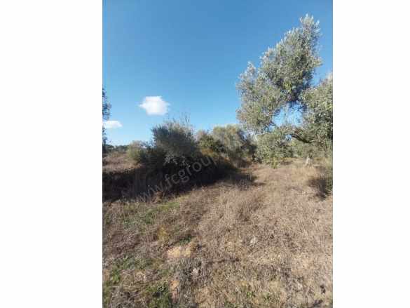 Zeytinlik Tarla – Üretim Ve Yatırım Bir Arada Satılık Arsa Bodrum Mumcular Mah Fc Group