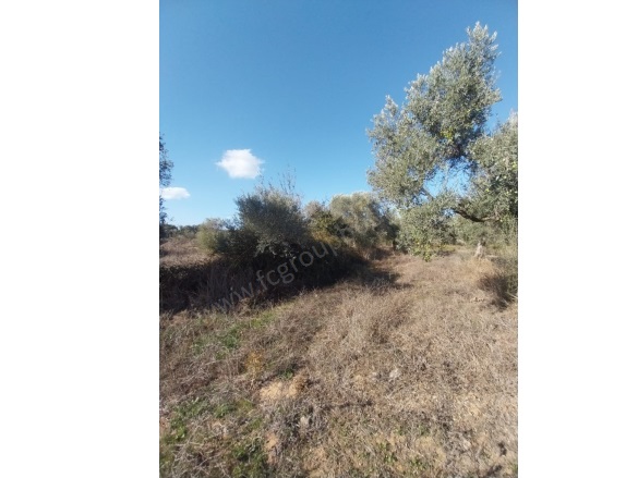 Mumcular Mah. Bodrum Satılık Arsa |  3250M2 7.000.000Tl Resim-3