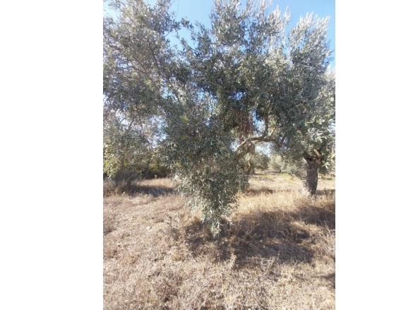 Mumcular Mah. Bodrum Satılık Arsa |  3250M2 7.000.000Tl Resim-4